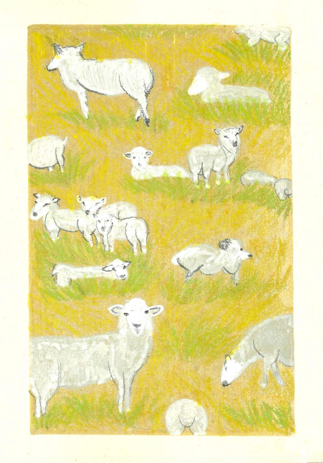 Nz Sheeps